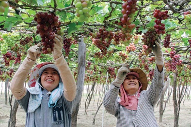 Ninh Thuận: Nâng cao năng suất chất lượng cây trồng